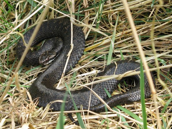 Żmija zygzakowata odmiana melanistyczna (Foto. J. Kuczyńska) Żmija zygzakowata odmiana melanistyczna (Foto. J. Kuczyńska)