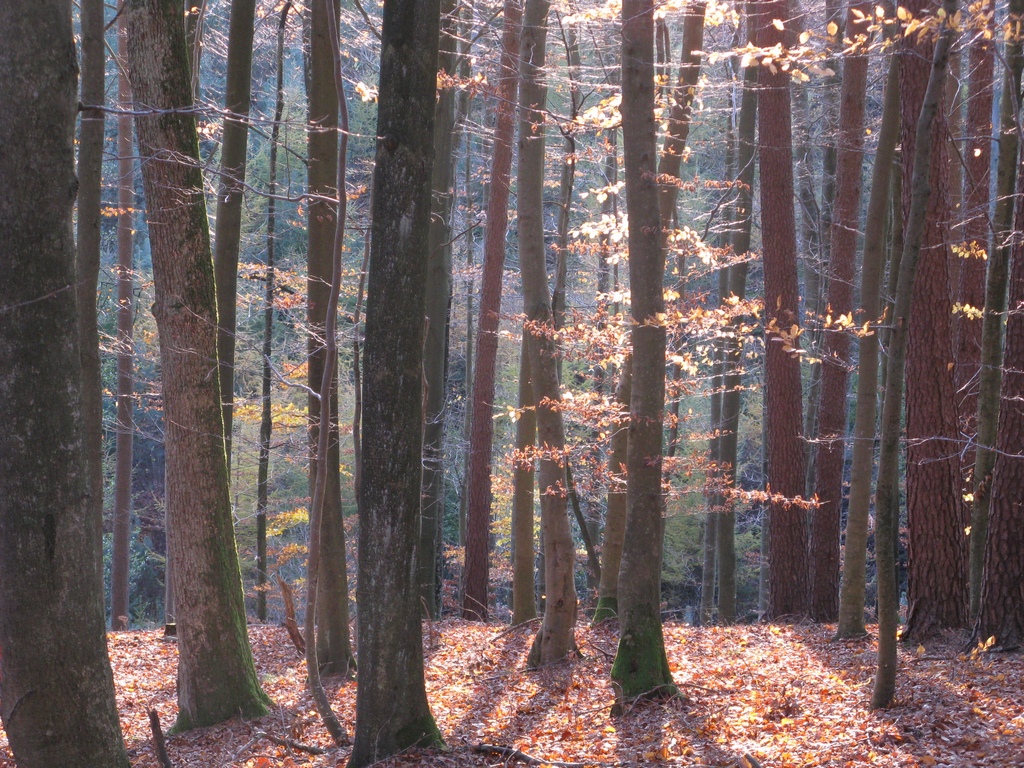 Drzewa przygotowują się do spoczynku zimowego poprzez zrzucenie liści (foto. J. Kuczyńska) Drzewa przygotowują się do spoczynku zimowego poprzez zrzucenie liści (foto. J. Kuczyńska)