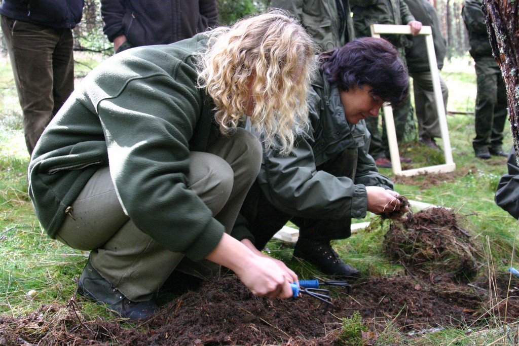 Jesienne poszukiwania szkodników pierwotnych sosny (foto. J. Kuczyńska) Jesienne poszukiwania szkodników pierwotnych sosny (foto. J. Kuczyńska)