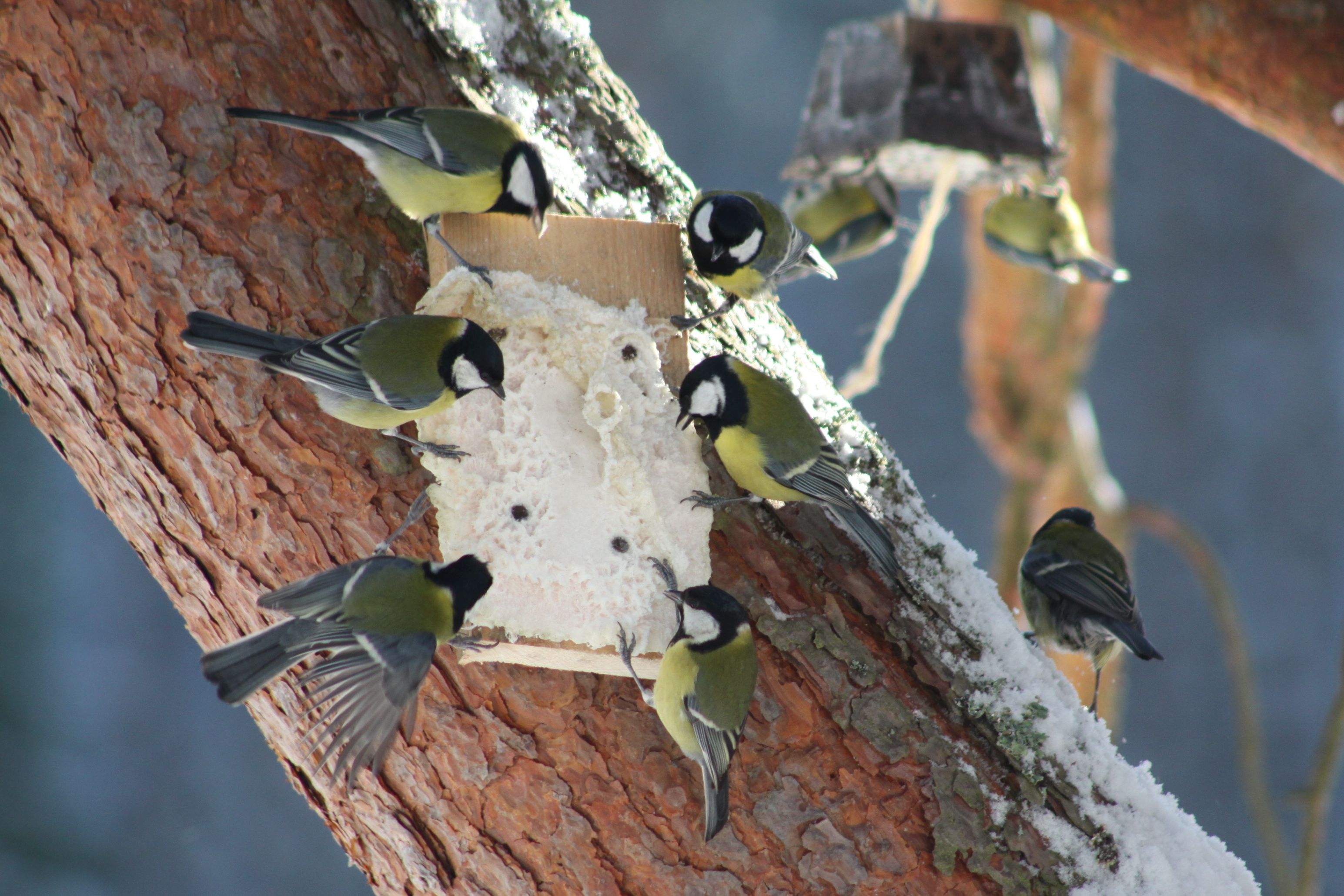 Bogatki przy słoninie (Foto. J. Kuczyńska) Bogatki przy słoninie (Foto. J. Kuczyńska)