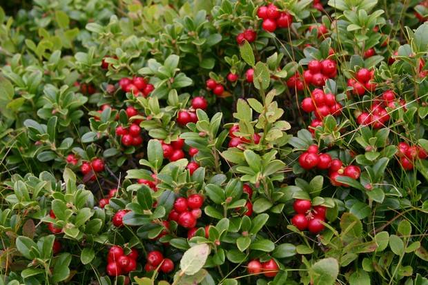 Borówka brusznica (Foto. J. Kuczyńska) Borówka brusznica (Foto. J. Kuczyńska)