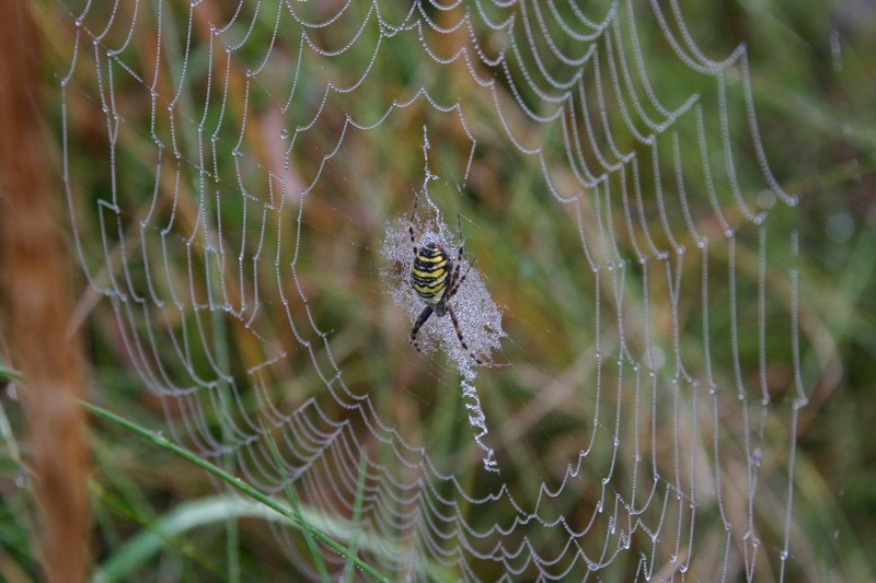Coraz częściej spotkać można tygrzyka paskowanego (Foto. J. Kuczyńska) Coraz częściej spotkać można tygrzyka paskowanego (Foto. J. Kuczyńska)