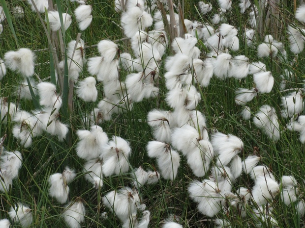 Wełnianki to rośliny bagien i torfowisk (Foto. J. Kuczyńska) Wełnianki to rośliny bagien i torfowisk (Foto. J. Kuczyńska)