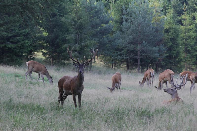 Jelenie - byki i łanie (Foto. J. Kuczyńska) Jelenie - byki i łanie (Foto. J. Kuczyńska)
