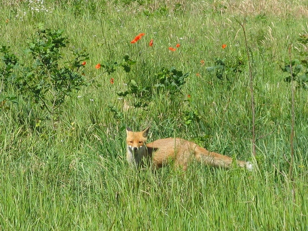 Lis w drodze do nory (foto. J. Kuczyńska) Lis w drodze do nory (foto. J. Kuczyńska)