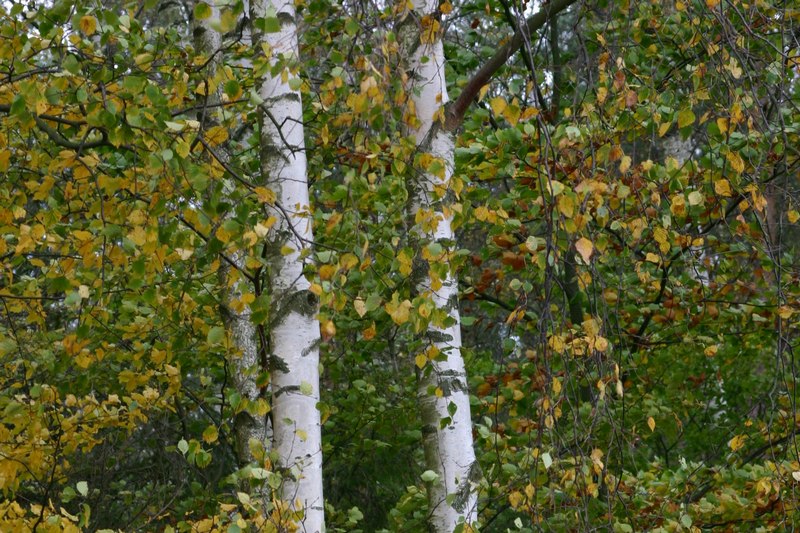 Niekiedy jesień przyjmuje barwy seledynowe (Foto.: J. Kuczyńska)