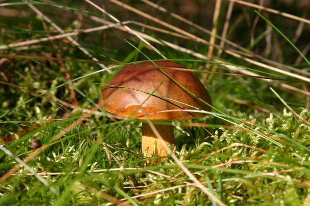 Podgrzybek brunatny (Foto. J. Kuczyńska) Podgrzybek brunatny (Foto. J. Kuczyńska)