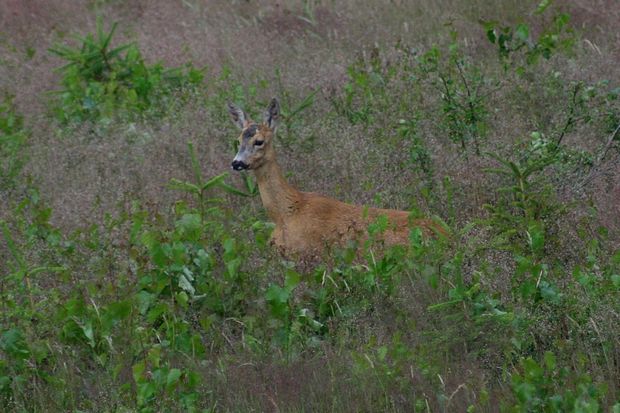 Sarna w letniej szacie (foto. J. Kuczyńska) Sarna w letniej szacie (foto. J. Kuczyńska)