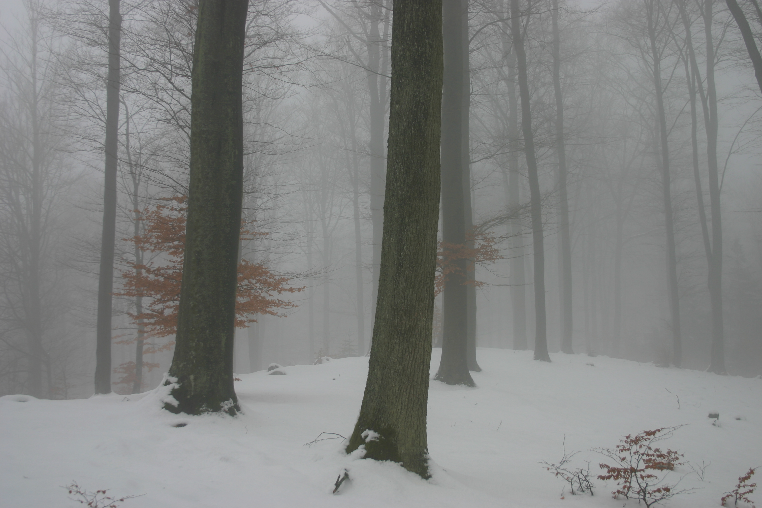 W zimowym lesie (Foto. J. Kuczyńska) W zimowym lesie (Foto. J. Kuczyńska)