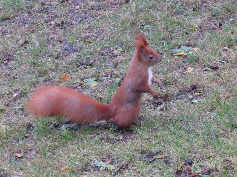 Wiewiórki gromadzą zapasy na zimę (Foto.: J. Kuczyńska) Wiewiórki gromadzą zapasy na zimę (Foto.: J. Kuczyńska)
