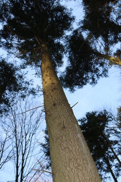 Jodła pospolita wyrasta w potężne drzewo (Fot. H. Szymańska)