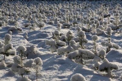 Las otulony kołderką śniegu, foto. J. Kuczyńska
