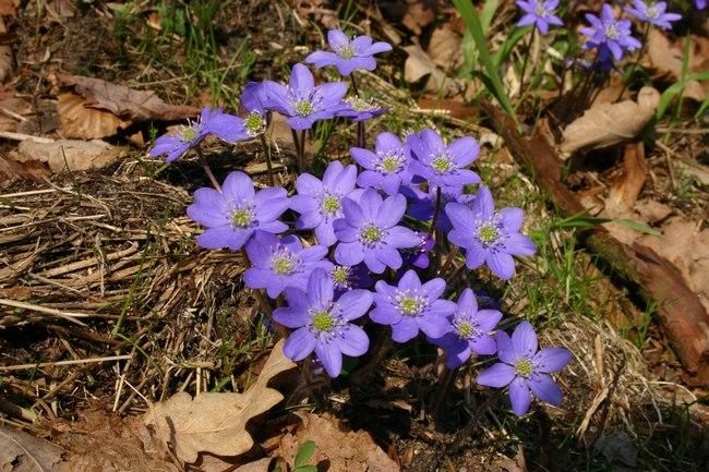 Przylaszczki to jedne z pierwszych wiosennych kwiatów (Foto. J. Kuczyńska)