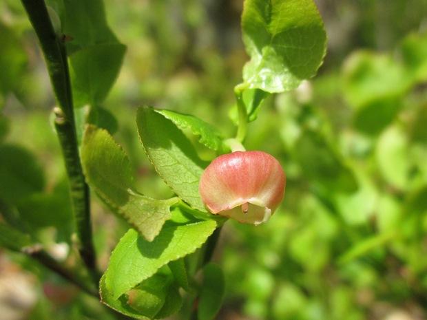 Kwiat borówki czernicy czyli popularnej jagody (Foto. J. Kuczyńska)